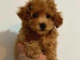 Kipkirmizi Red Toy Poodle Sevi̇mli̇ Yavrular