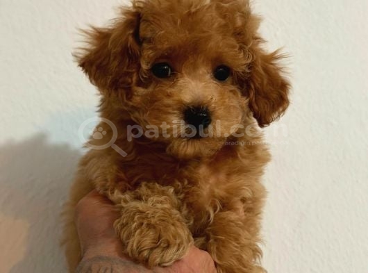 Kipkirmizi Red Toy Poodle Sevi̇mli̇ Yavrular