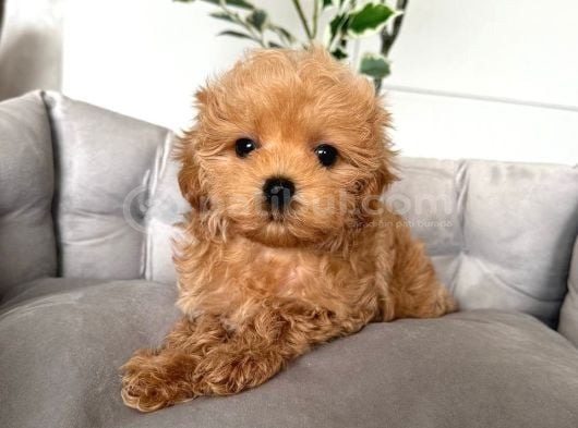 Malti̇poo Ci̇nsi̇ Yavrular Ev Üreti̇mi̇ görsel