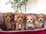 Malti̇poo Ci̇nsi̇ Yavrular Ev Üreti̇mi̇