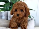 Toy Poodle Sevi̇mli̇ Yavrular Ev Üreti̇mi̇