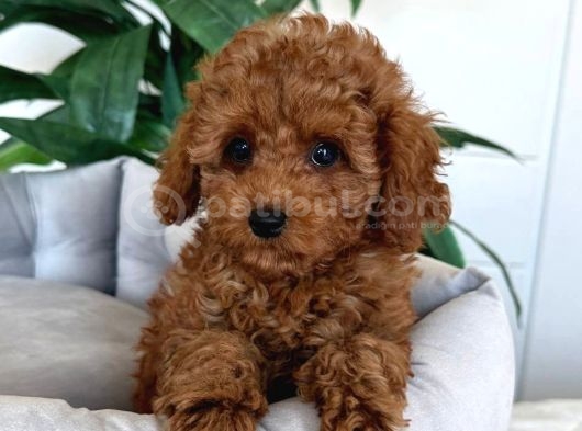 Toy Poodle Sevi̇mli̇ Yavrular Ev Üreti̇mi̇