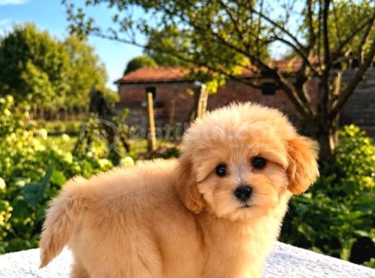 Kahve Tonlu Malti̇poo Ci̇nsi̇ Yavrular görsel
