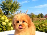 Kahve Tonlu Malti̇poo Ci̇nsi̇ Yavrular