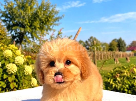 Kahve Tonlu Malti̇poo Ci̇nsi̇ Yavrular görsel