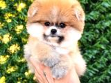 Malti̇poo Ci̇nsi̇ Yavrular Ev Üreti̇mi̇