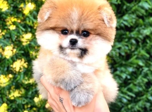 MALTİPOO CİNSİ YAVRULAR EV ÜRETİMİ