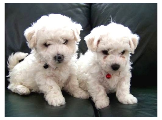 Maltese Terrier Cinsi Yavrular