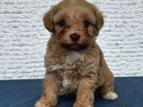 Malti̇poo Ci̇nsi̇ Yavrular Ev Üreti̇mi̇