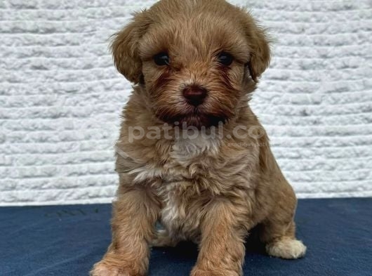 Malti̇poo Ci̇nsi̇ Yavrular Ev Üreti̇mi̇ görsel