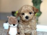 Malti̇poo Ci̇nsi̇ Yavrular Ev Üreti̇mi̇