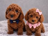 Toy Poodle Sevi̇mli̇ Yavrular Ev Üreti̇mi̇