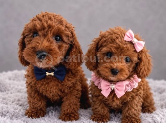 Toy Poodle Sevi̇mli̇ Yavrular Ev Üreti̇mi̇ görsel