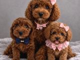 Toy Poodle Sevi̇mli̇ Yavrular Ev Üreti̇mi̇