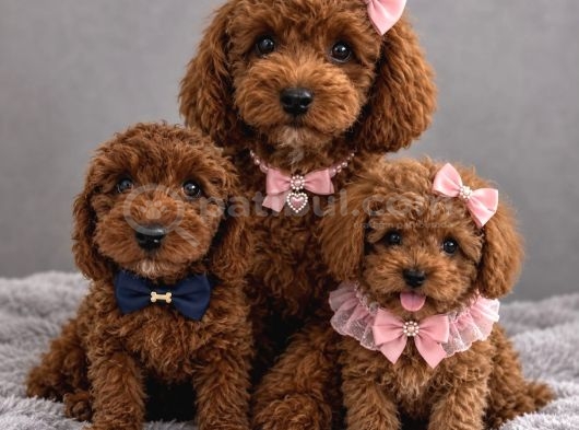 Toy Poodle Sevi̇mli̇ Yavrular Ev Üreti̇mi̇