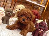 Kipkirmizi Red Toy Poodle Sevi̇mli̇ Yavrular