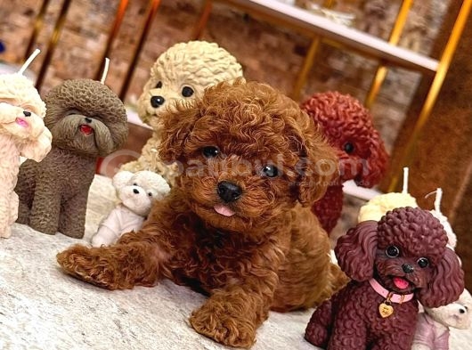 Kipkirmizi Red Toy Poodle Sevi̇mli̇ Yavrular görsel