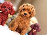 Red Toy Poodle Sevi̇mli̇ Yavrular