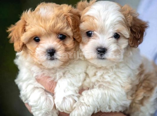 Kahve Tonlu Malti̇poo Ci̇nsi̇ Yavrular görsel