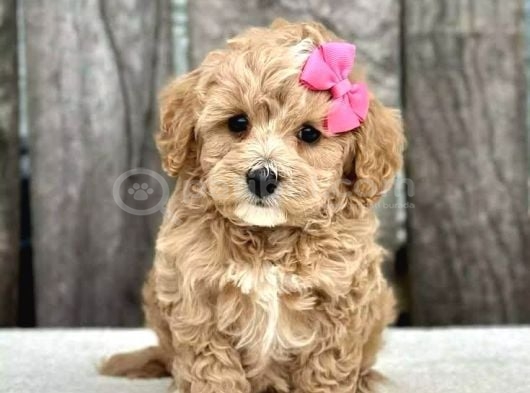 MALTİPOO CİNSİ YAVRULAR EV ÜRETİMİ