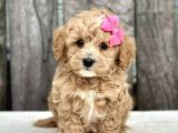 Kahve Tonlu Malti̇poo Ci̇nsi̇ Yavrular