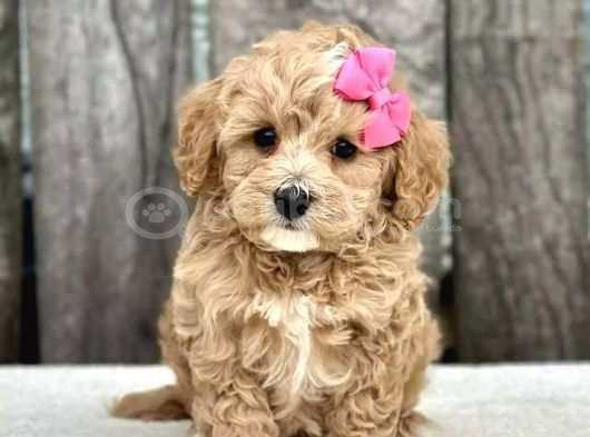 Kahve Tonlu Malti̇poo Ci̇nsi̇ Yavrular görsel