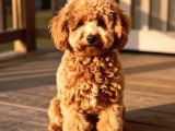 Red Toy Poodle Sevi̇mli̇ Yavrular