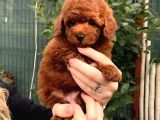Orjinal Şecereli Anne Babanın Red Poodle Yavruları