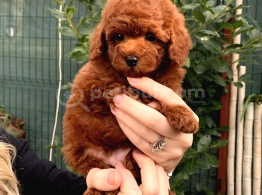 Orjinal Şecereli Anne Babanın Red Poodle Yavruları görsel