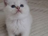 Wcf Sertifikalı Babadan British Shorthair Yavrular