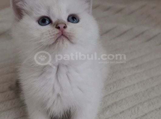 Wcf Sertifikalı Babadan British Shorthair Yavrular görsel