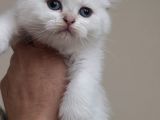Wcf Sertifikalı Babadan British Shorthair Yavrular