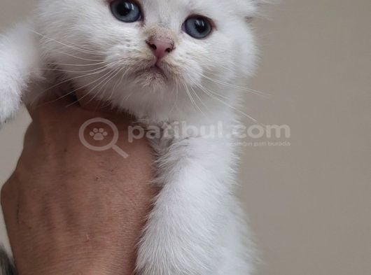 Wcf Sertifikalı Babadan British Shorthair Yavrular görsel