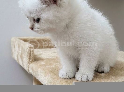 Wcf Sertifikalı Babadan British Shorthair Yavrular görsel