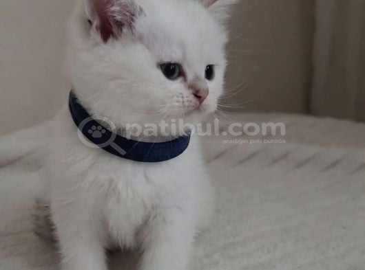 Wcf sertifikalı babadan british shorthair yavrular