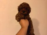 Toy Poodle Kore Kan Kg Garantili Yavrumuz