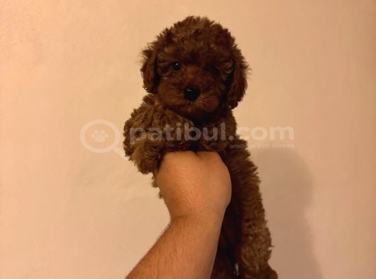 Toy Poodle Red Brown Yavrularımız