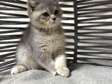 Tatlı Minik Bebek Kediş
