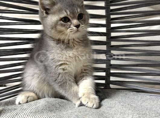 Tatlı Minik Bebek Kediş görsel