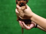 2 Aylık Toy Poodle Yavruları