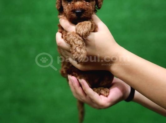 2 Aylık Toy Poodle Yavruları görsel