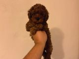 Toy Poodle Kore Kan Kg Garantili Yavrumuz