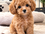 Türkiyenin En Güzel Core Toy Poodle Bebekleri