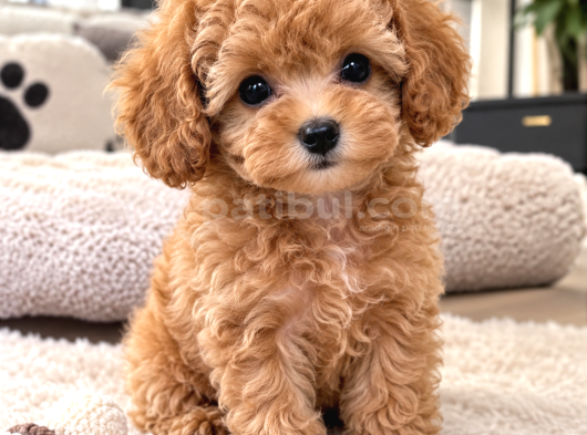 Türkiyenin En Güzel Core Toy Poodle Bebekleri görsel