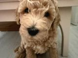 Tekirdağ Toy Poodle Yavrumuz Yeni Yuvasını Arıyor