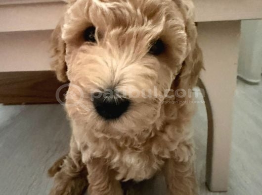 Tekirdağ Toy Poodle Yavrumuz Yeni Yuvasını Arıyor görsel