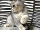 Tatlı Minik Bebek Kediş