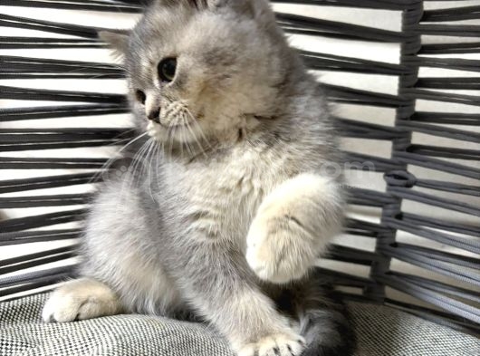 Tatlı Minik Bebek Kediş görsel