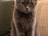 Erkek Scottish Fold