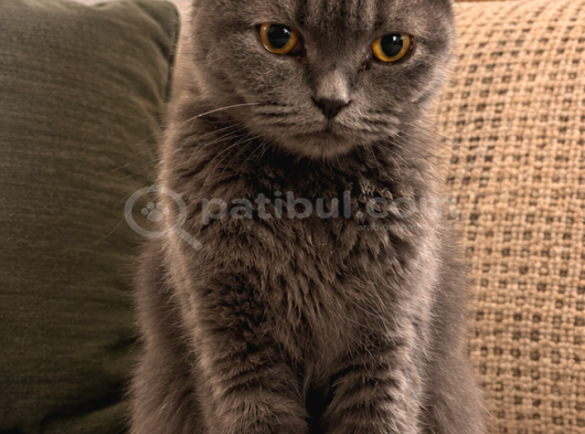 Erkek Scottish Fold görsel